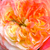Jaune-rose - Rosiers à grandes fleurs - floribunda - Ros'Odile